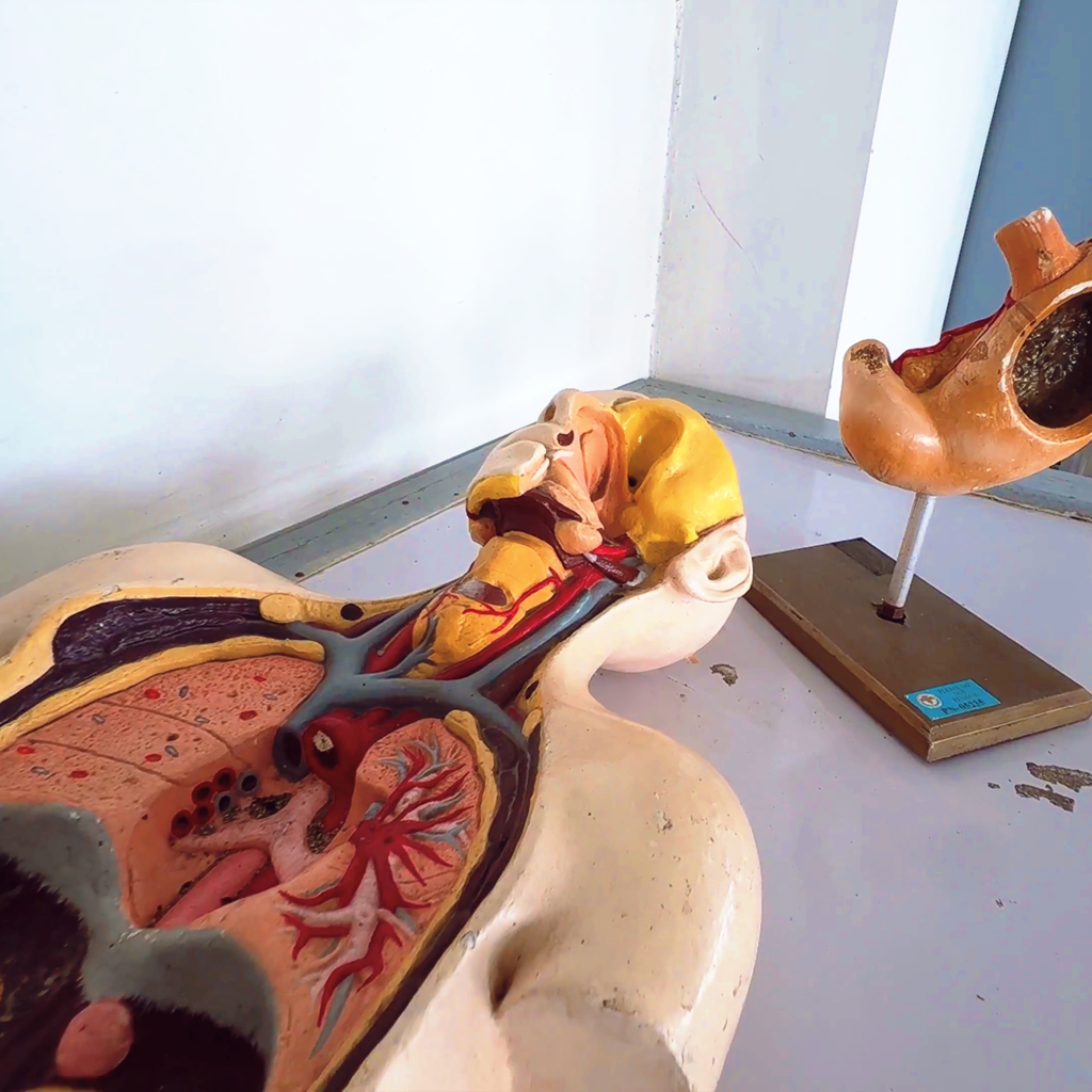 Anatomical body model used for medical teaching at Lyceum Northwestern University